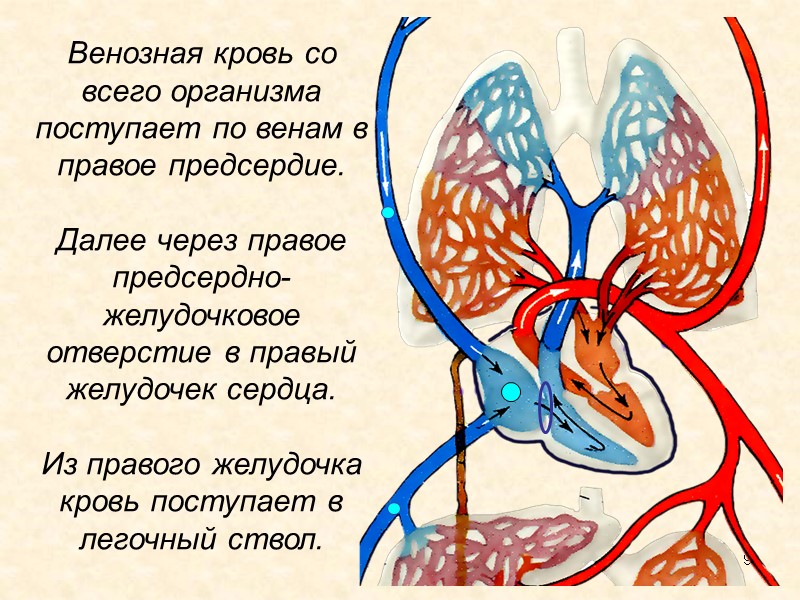 9 Венозная кровь со всего организма поступает по венам в правое предсердие.  Далее